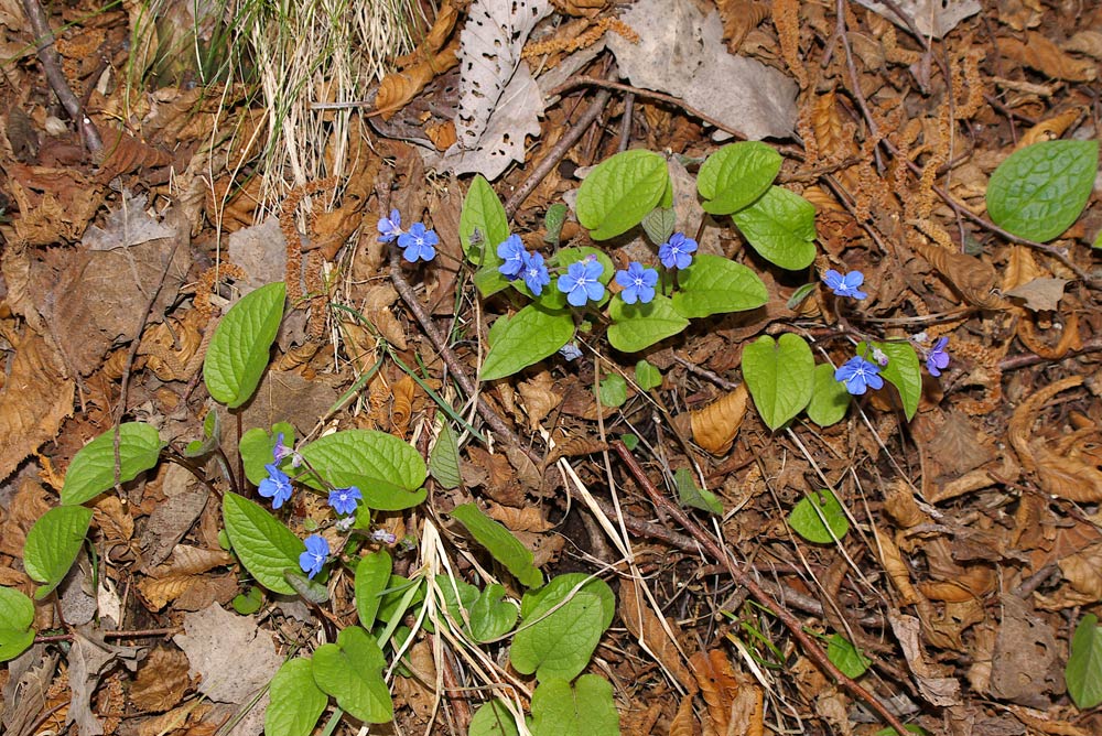 Omphalodes verna / Borrana